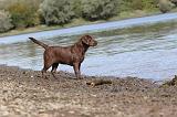 LABRADOR 235